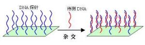 DNA探针