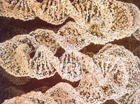 电子显微镜下的DNA