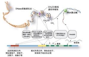 encode项目为