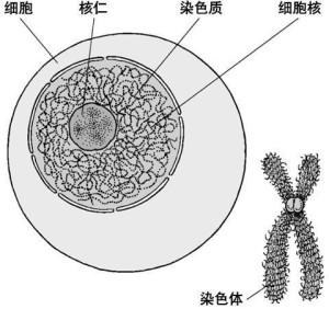 特纳综合征