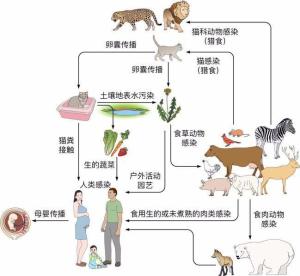 弓形虫病