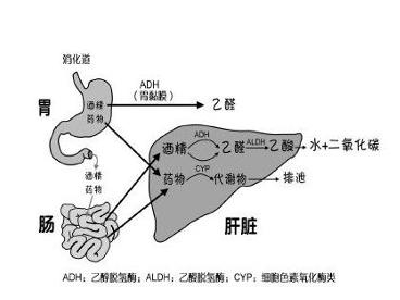 酒精中毒性肌病