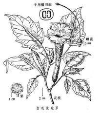 曼陀罗中毒