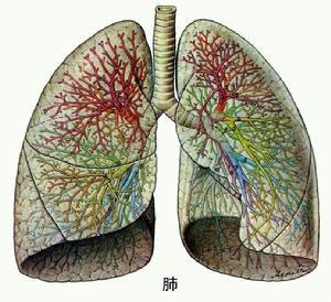 农民肺