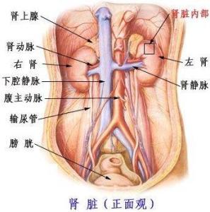 实体肿瘤的肾损害