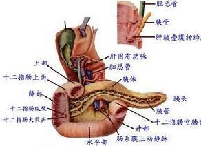 小肠类癌