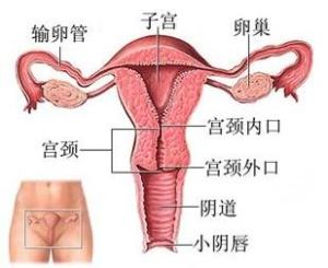 女性阴道