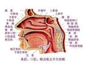 鼻咽炎