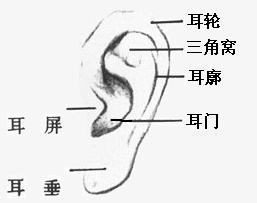 耳廓