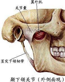颞下颌关节
