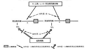 黏脂贮积症Ⅳ型