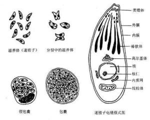 眼弓蛔虫病