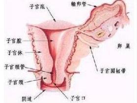 女性尖锐湿疣