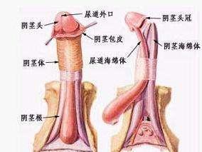 男性假性尖锐湿疣