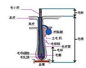 头发结构与头屑