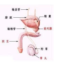 包皮过长