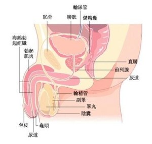 男性生殖系统
