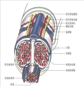 无精子症