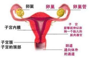 宫颈妊娠