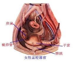 盆腔炎性肿块