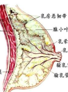 乳腺增生