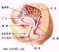 盆腔解剖图