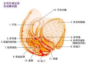 阴吹