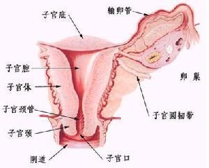 子宫内膜增生