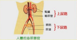 泌尿系统感染