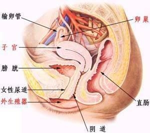 泌尿系统感染