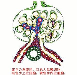 肾小球