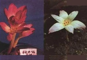 秋水仙碱来源