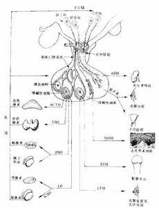 尿促性素