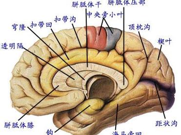 中枢神经细胞瘤
