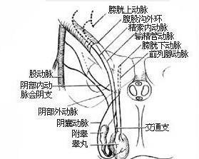 腹股沟斜疝