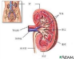 肾