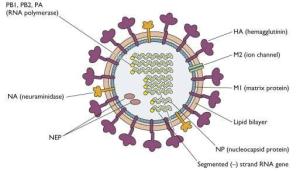 Influenza