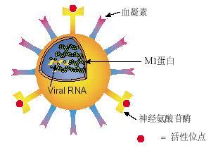 发病机制