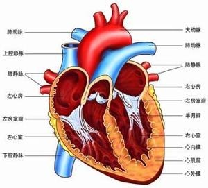 心脏