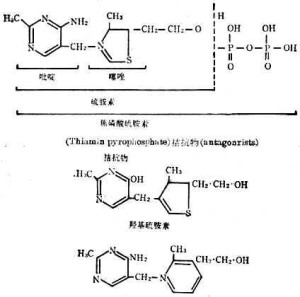 辅酶