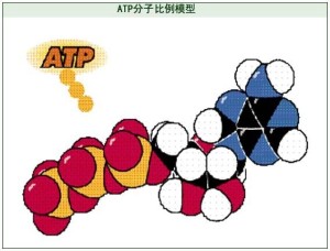 三磷酸腺苷