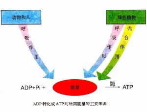 ADP转化为ATP是所需要的能量的主要来源