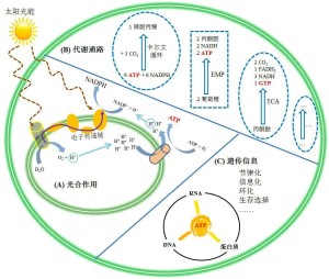 ATP连接了光合、代谢和遗传