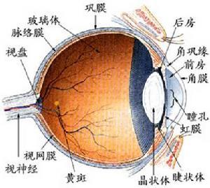 眼部结构图