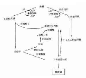 果糖的代谢途径
