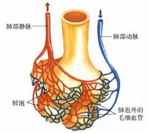 毛细血管