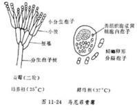 青霉病