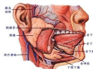 腮腺炎
