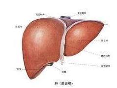 丙型病毒性肝炎