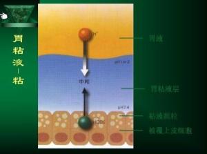 胃粘液层解剖图